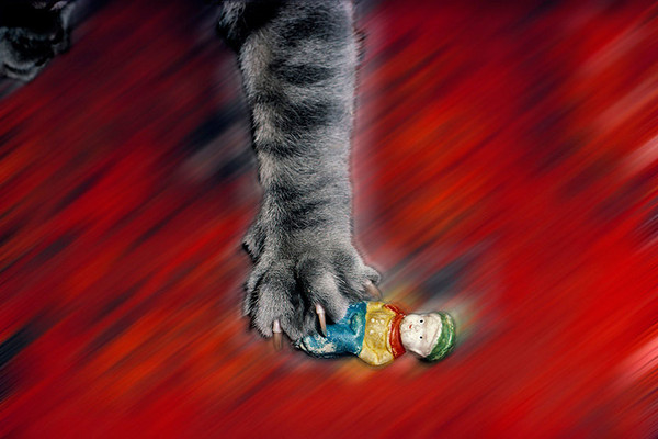 Cat Paw Play, 1981/